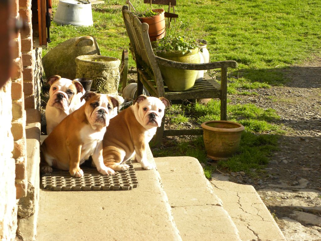 chiot Bulldog Anglais from the Living Daylights